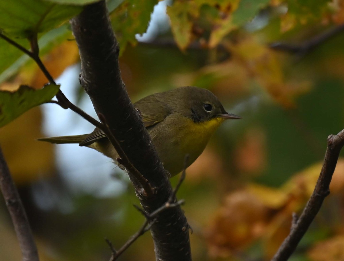 Common Yellowthroat - ML624009218