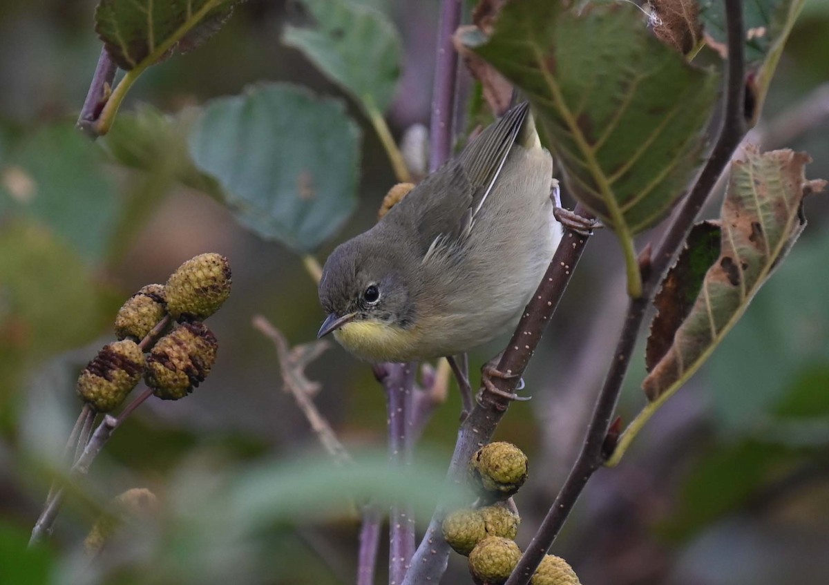 Common Yellowthroat - ML624009219