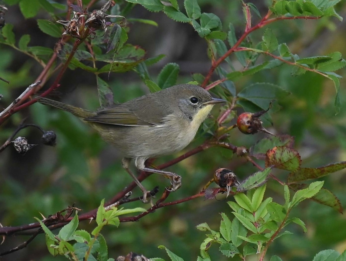 Common Yellowthroat - ML624009220