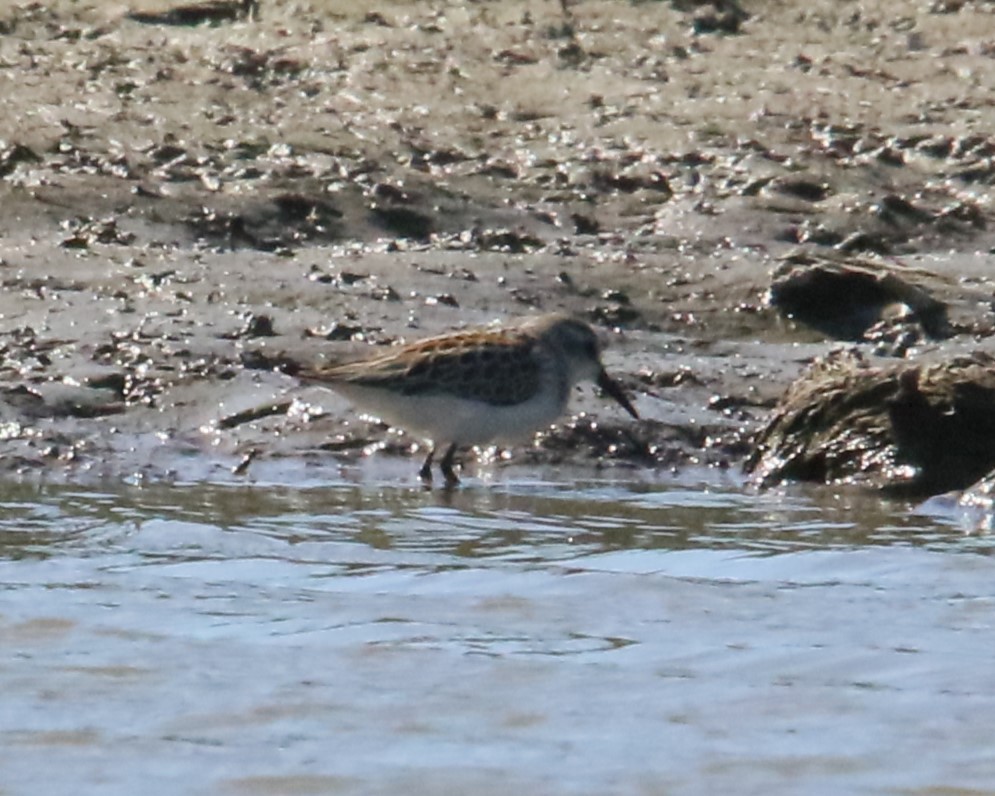 Western Sandpiper - ML624009224