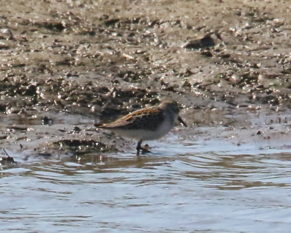 Western Sandpiper - ML624009225