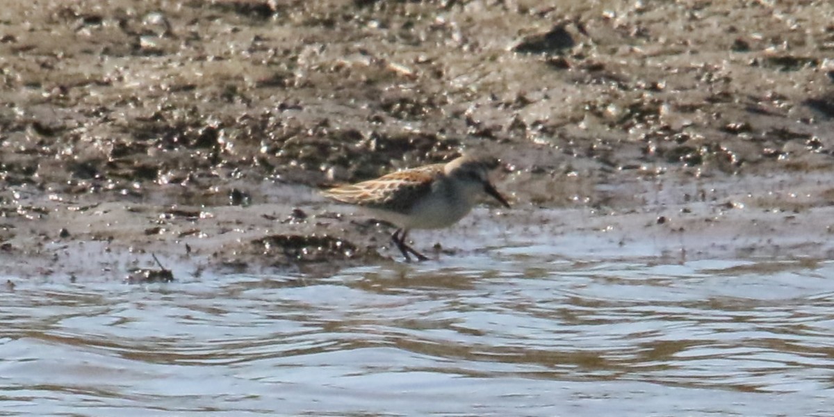 Western Sandpiper - ML624009226