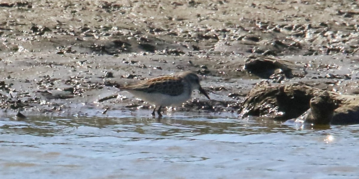 Western Sandpiper - ML624009227