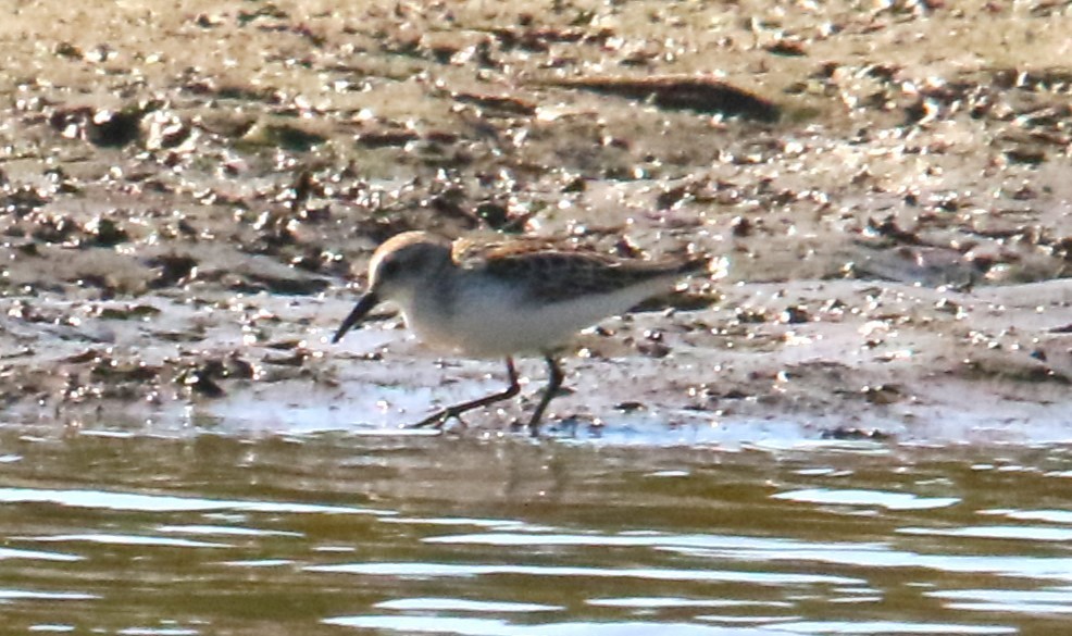 Western Sandpiper - James Kerner