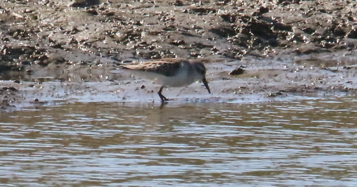 Western Sandpiper - ML624009231