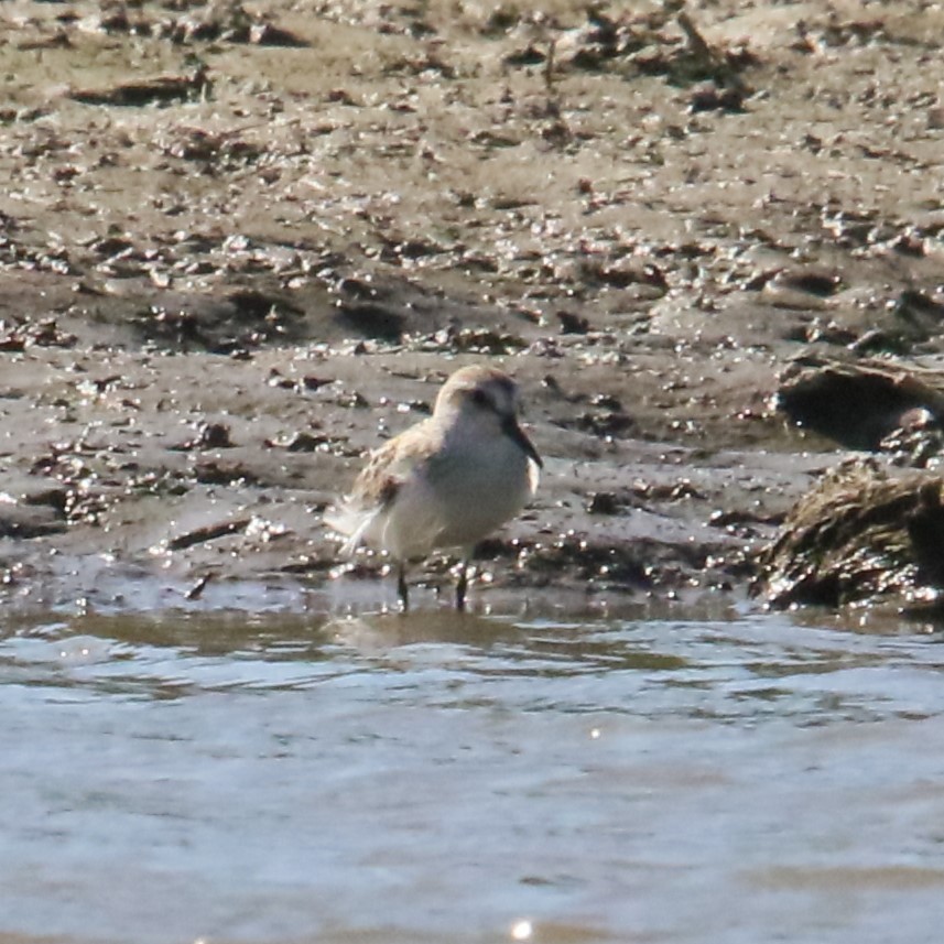 Western Sandpiper - ML624009232