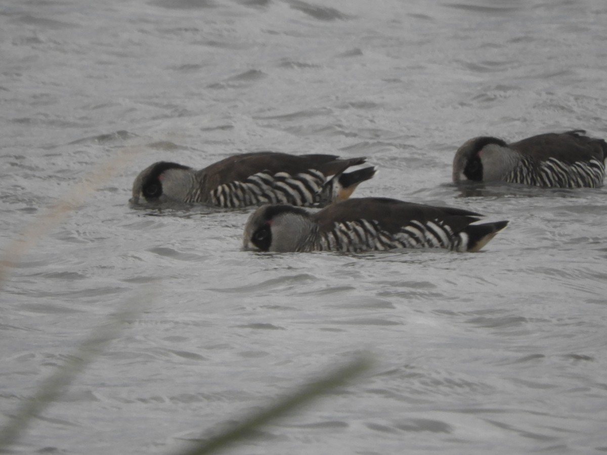 Pink-eared Duck - ML624009244