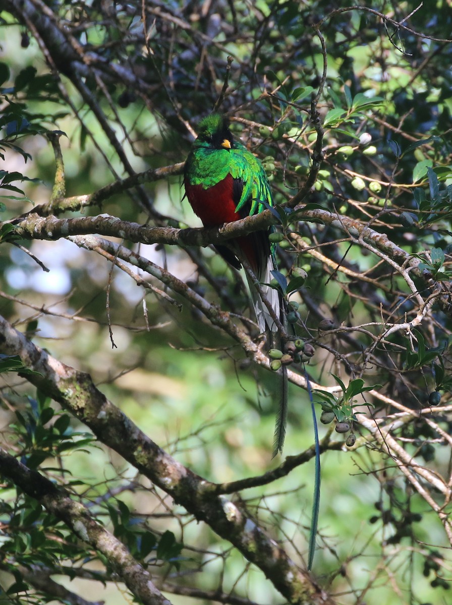 Resplendent Quetzal - ML624009246