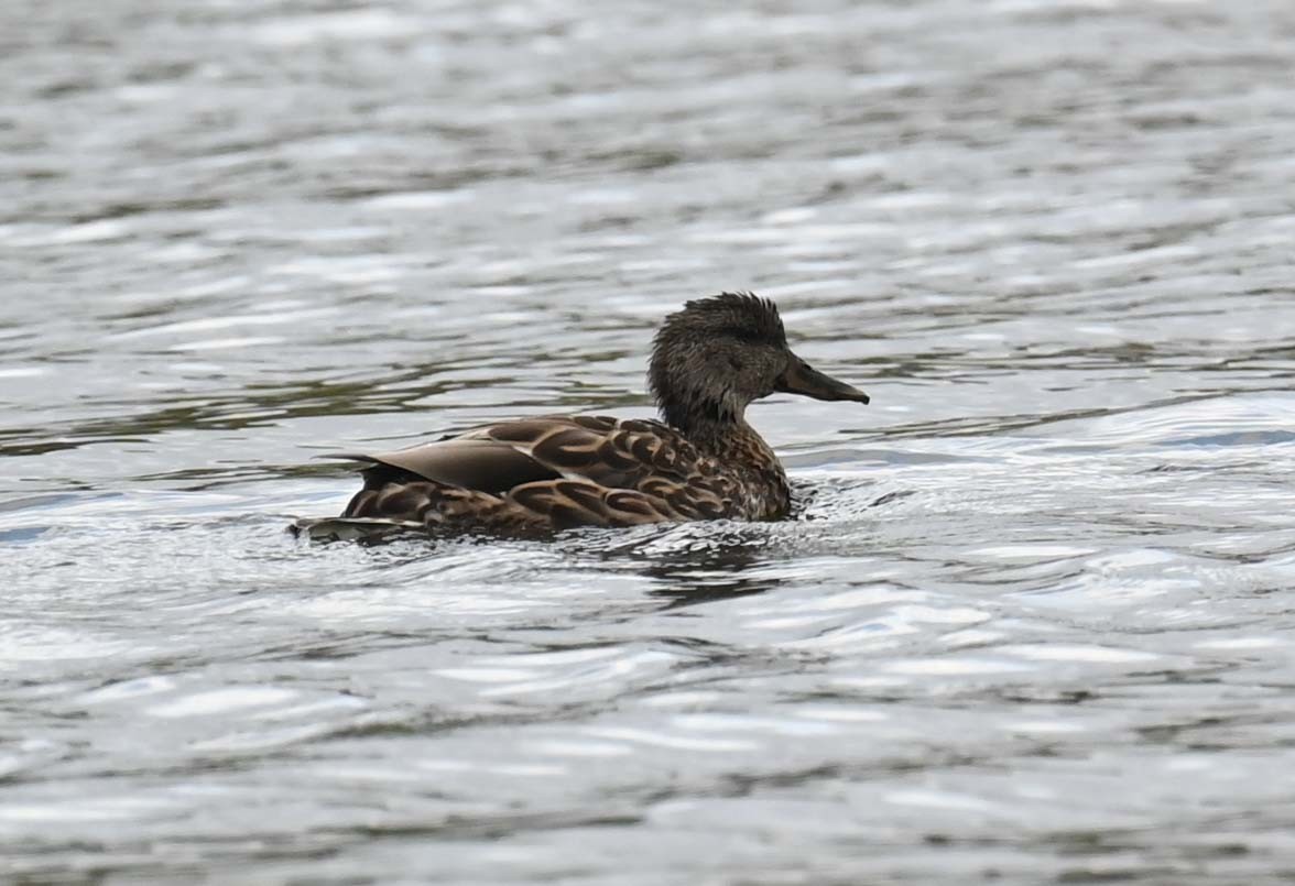 Mallard - Kathy Marche