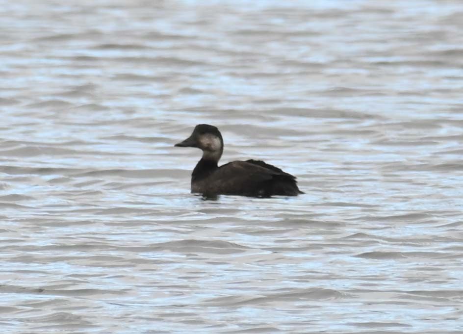 Black Scoter - ML624009262