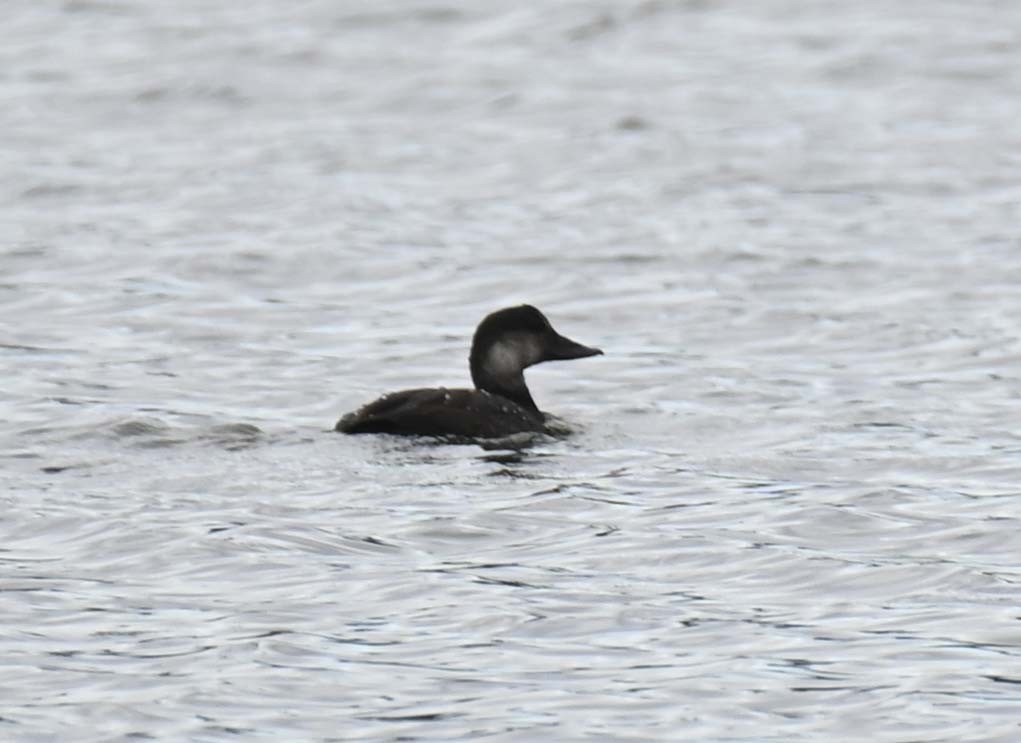 Black Scoter - ML624009263