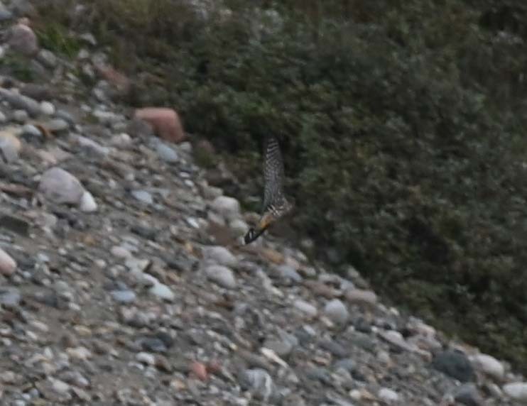 Sharp-shinned Hawk - ML624009271