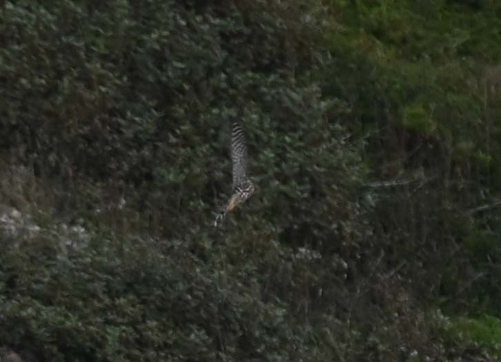 Sharp-shinned Hawk - ML624009272