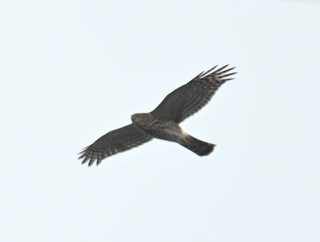 Sharp-shinned Hawk - ML624009281