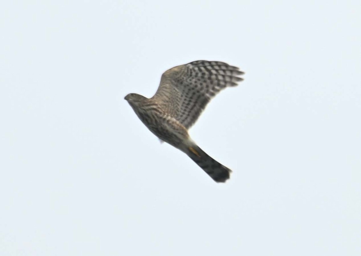 Sharp-shinned Hawk - ML624009282