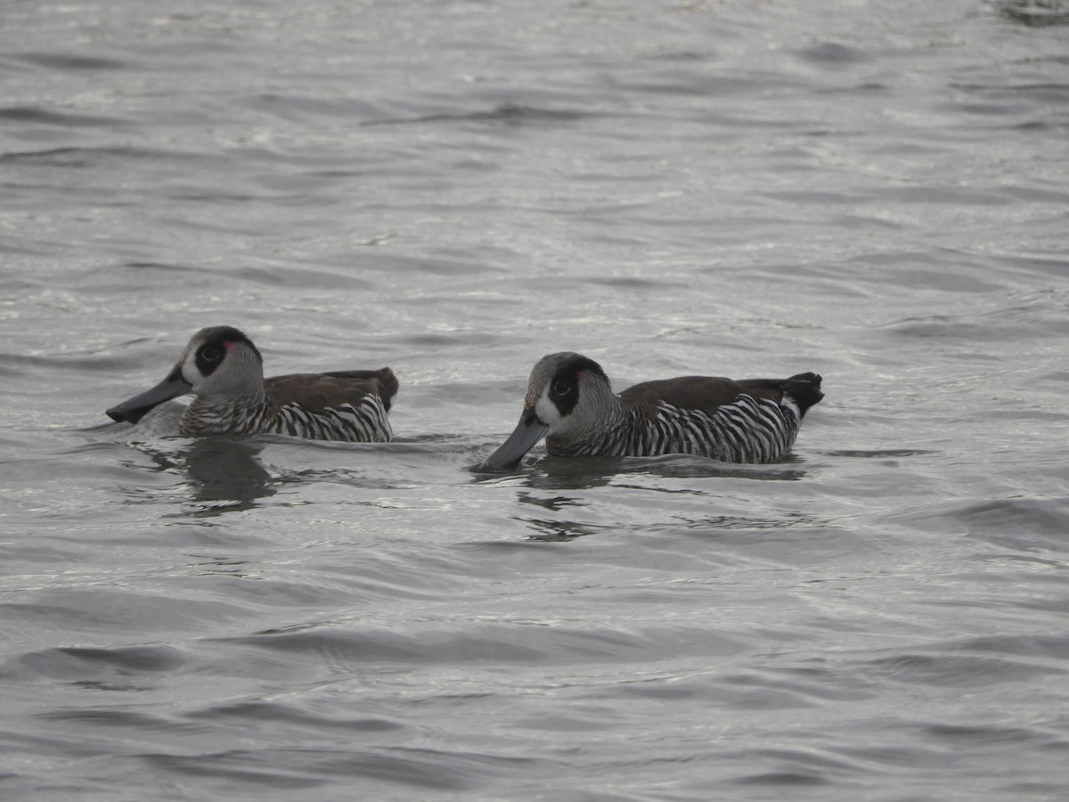 Pink-eared Duck - ML624009287