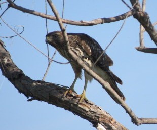 Cooper's Hawk - ML624009288