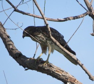 Cooper's Hawk - ML624009290