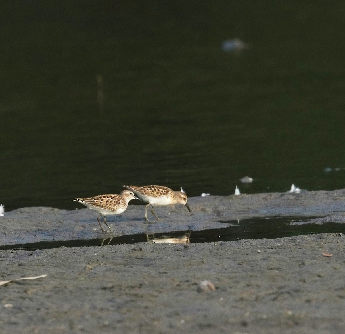 Semipalmated Sandpiper - ML624009315