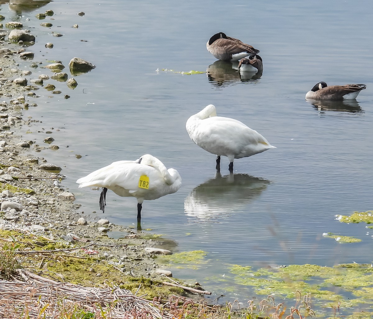 Trumpeter Swan - ML624009325