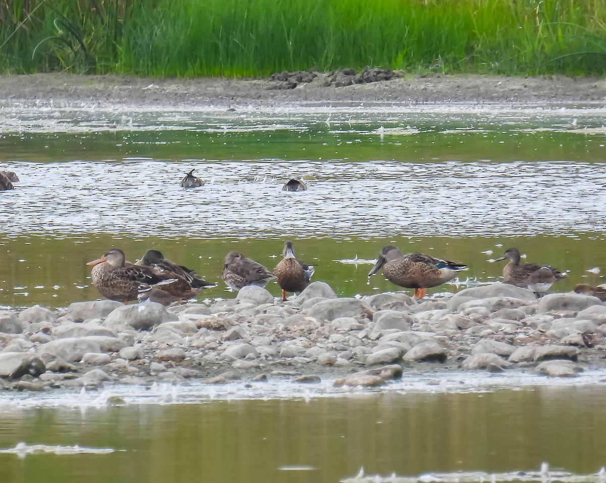 Northern Shoveler - ML624009327