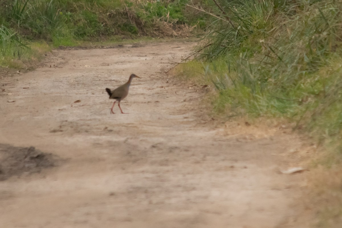 Giant Wood-Rail - ML624009328