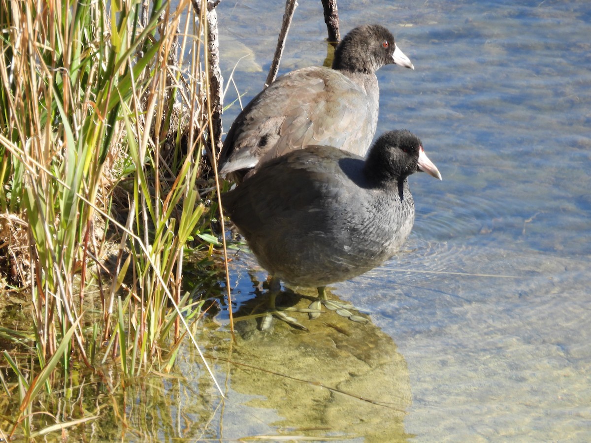 American Coot - Robert Leonhardt