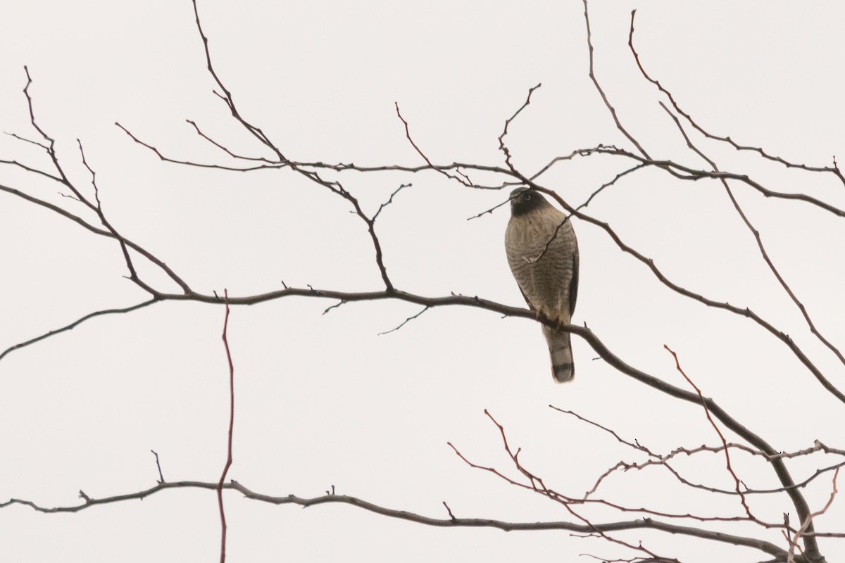 Roadside Hawk - ML624009359