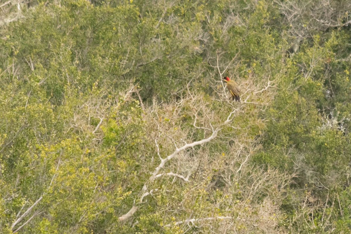 Green-barred Woodpecker - Facundo Quintela