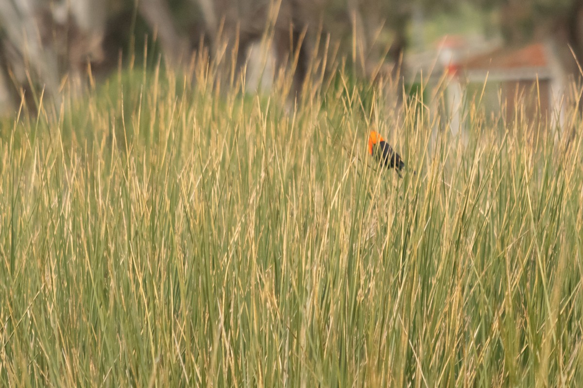 Scarlet-headed Blackbird - ML624009433