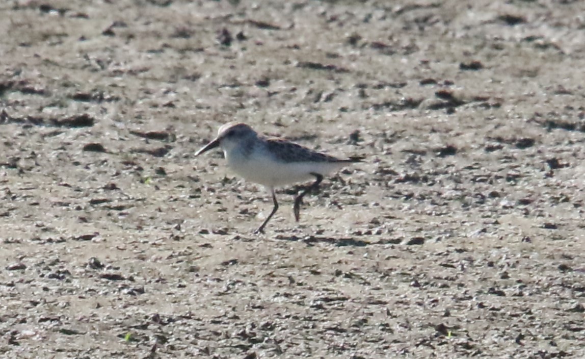 Western Sandpiper - ML624009434