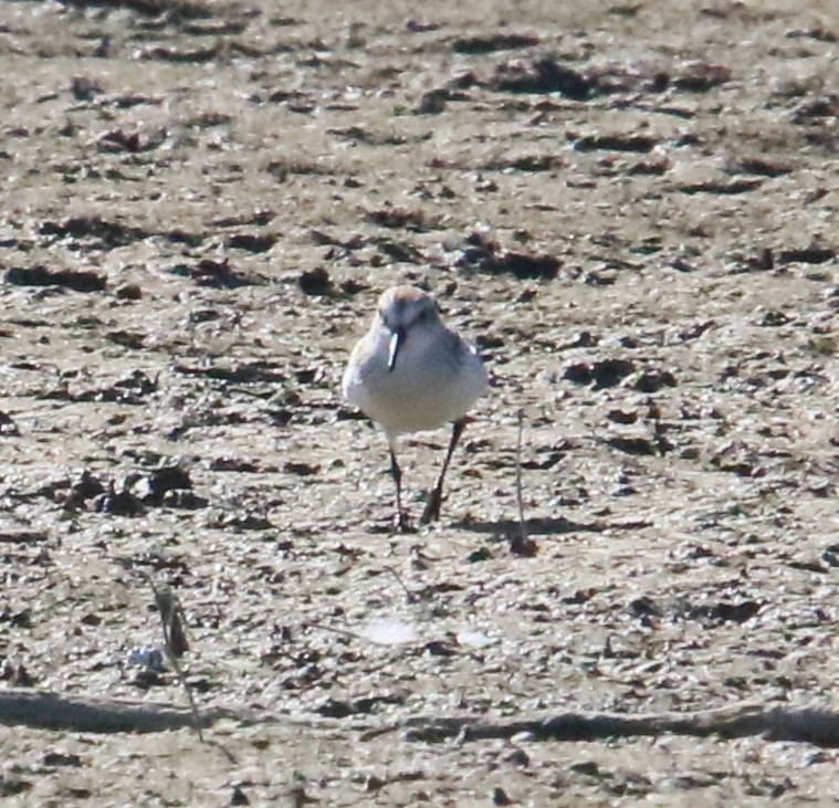 Bergstrandläufer - ML624009435