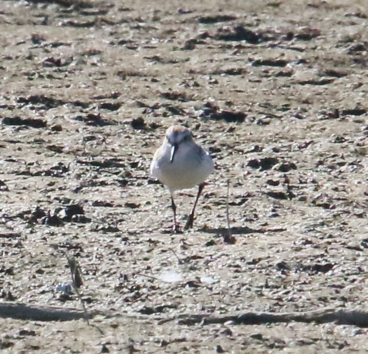 Western Sandpiper - ML624009435