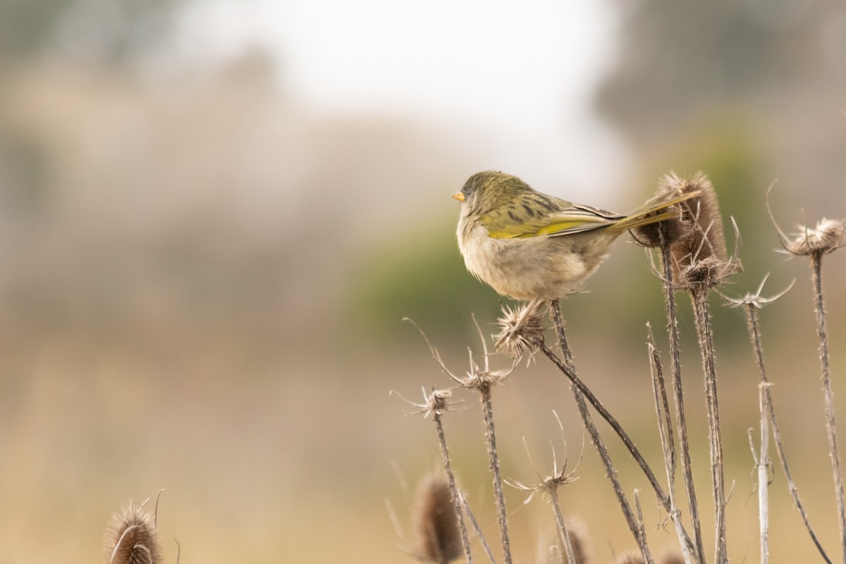 Great Pampa-Finch - ML624009440