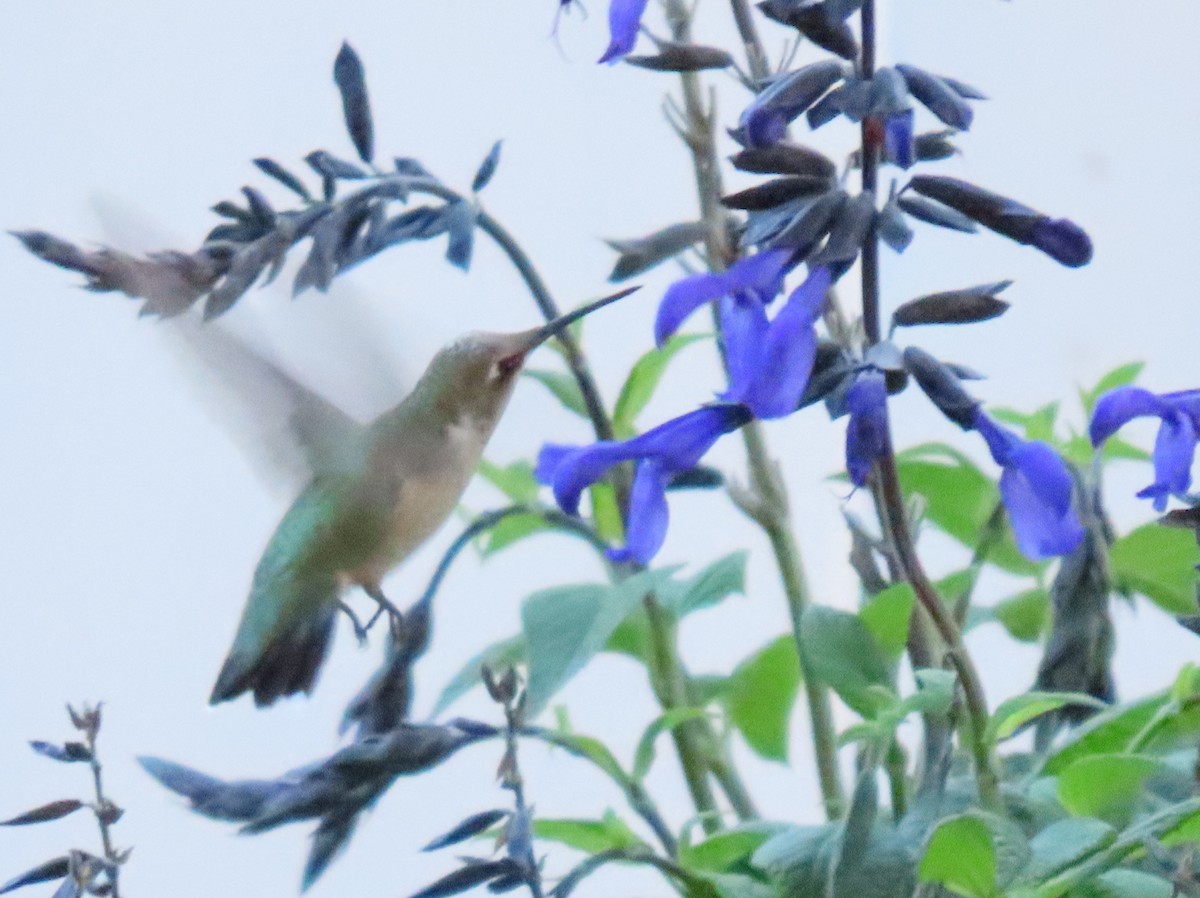 Ruby-throated Hummingbird - ML624009441