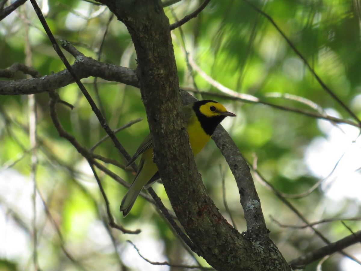 Hooded Warbler - ML624009478