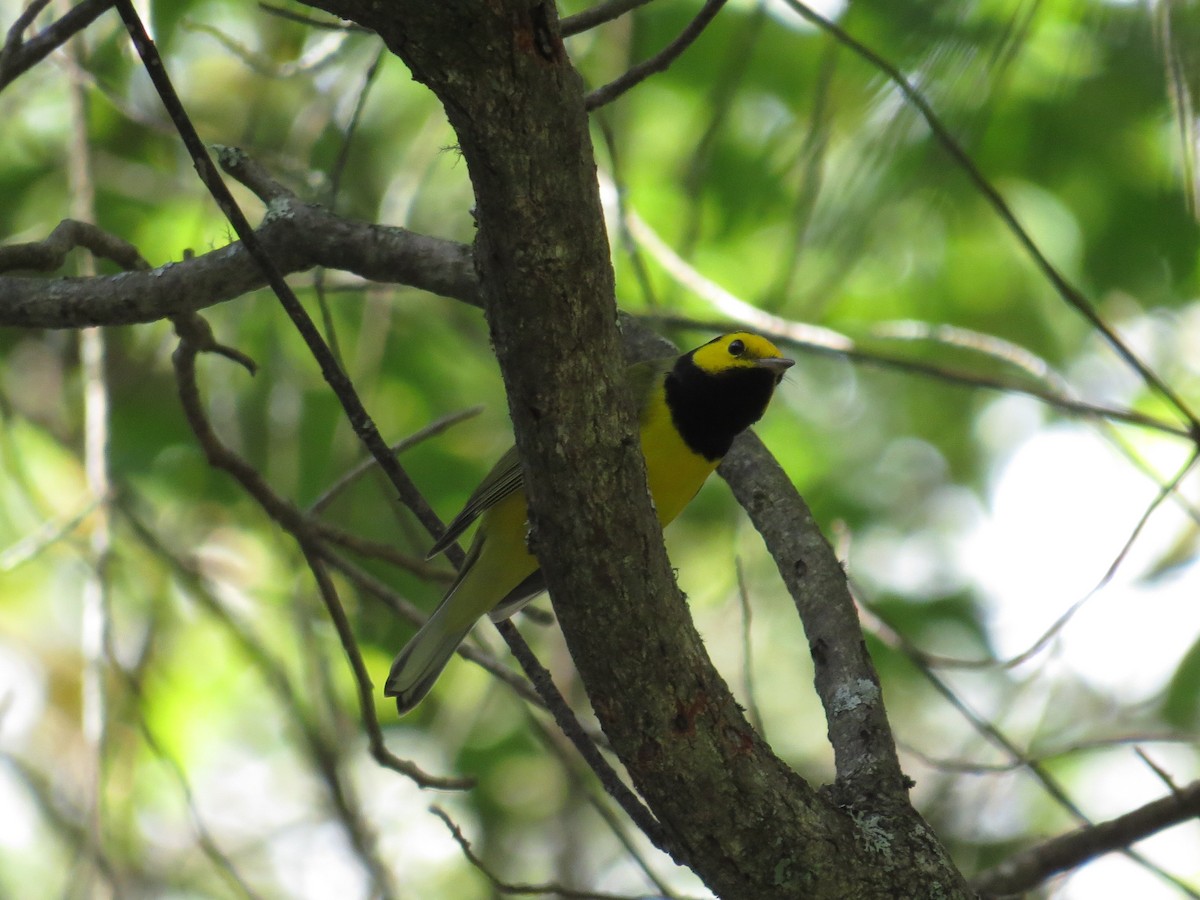 Hooded Warbler - Benjamin Althouse