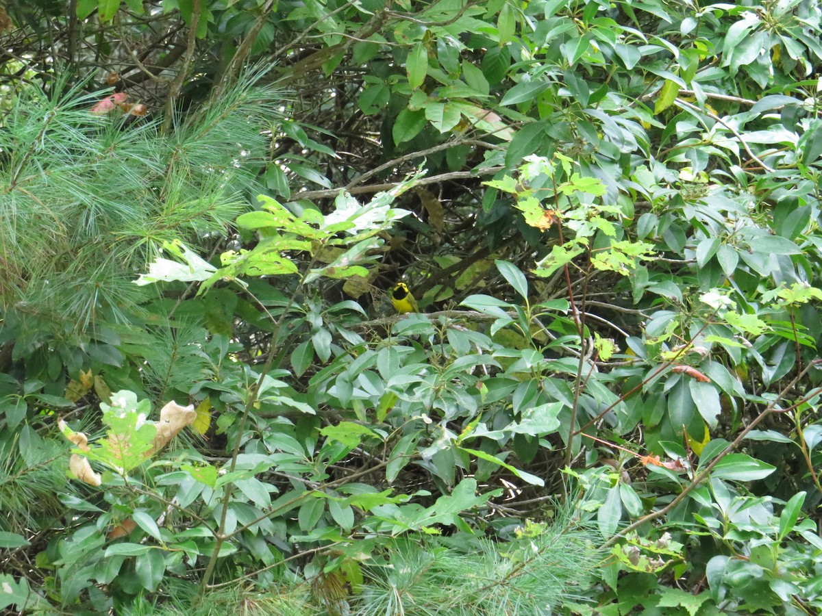 Hooded Warbler - Benjamin Althouse