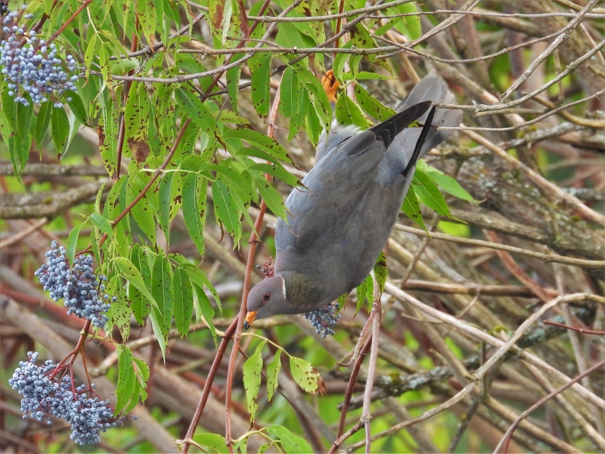 Band-tailed Pigeon - ML624009487