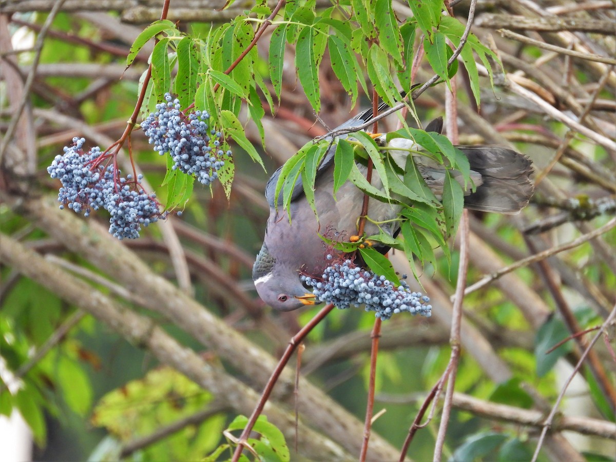 Band-tailed Pigeon - ML624009488