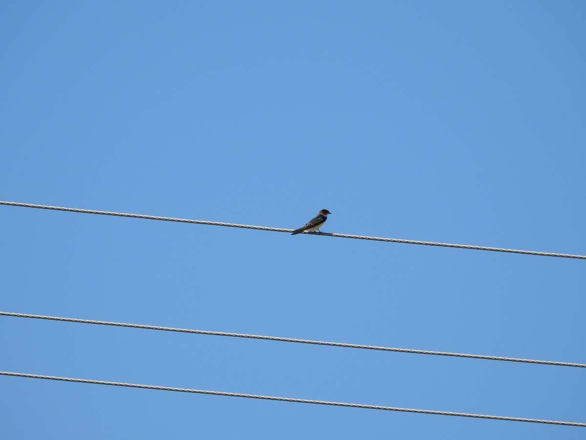 Barn Swallow - ML624009489