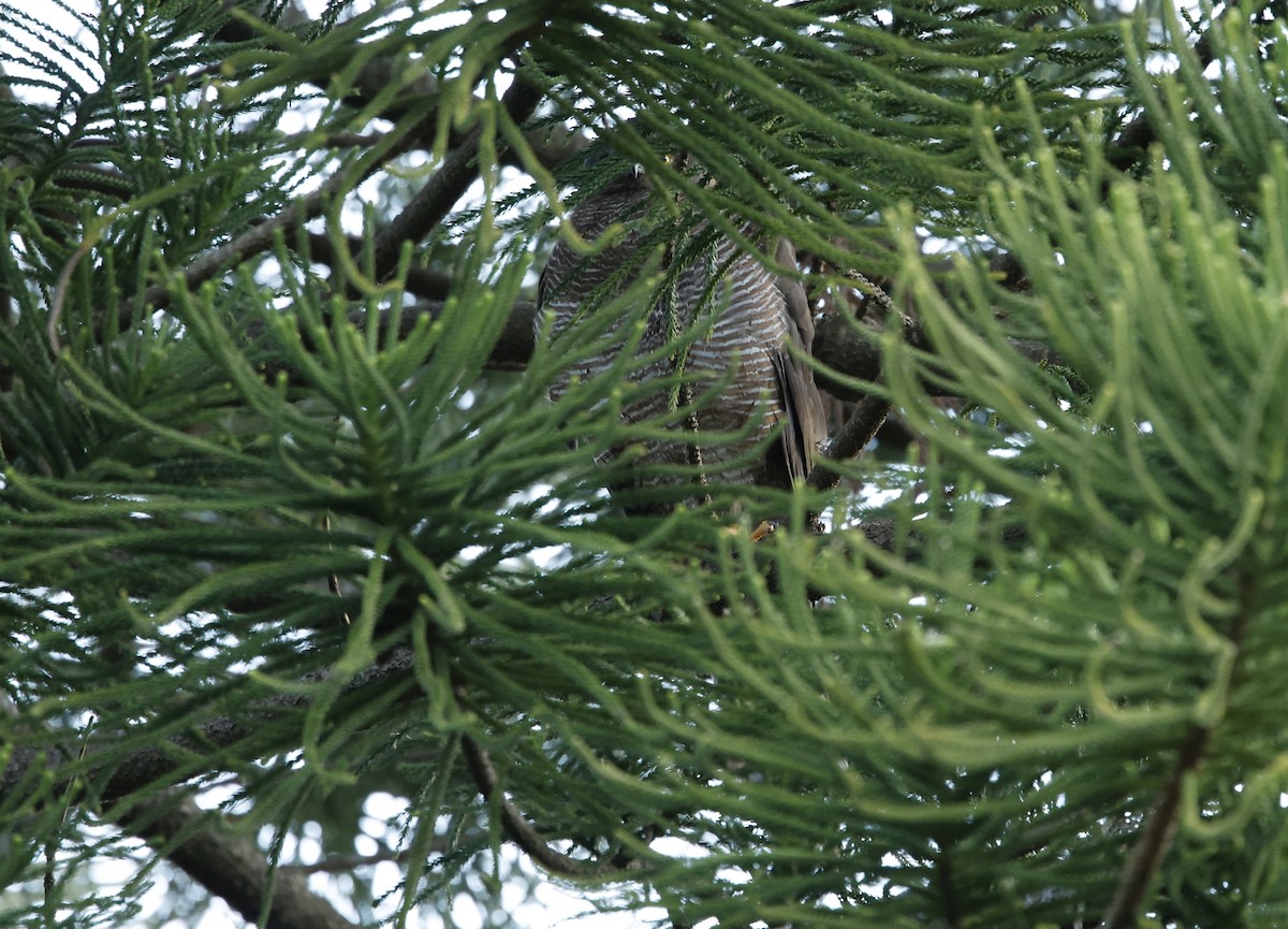 Accipiter sp. - ML624009510