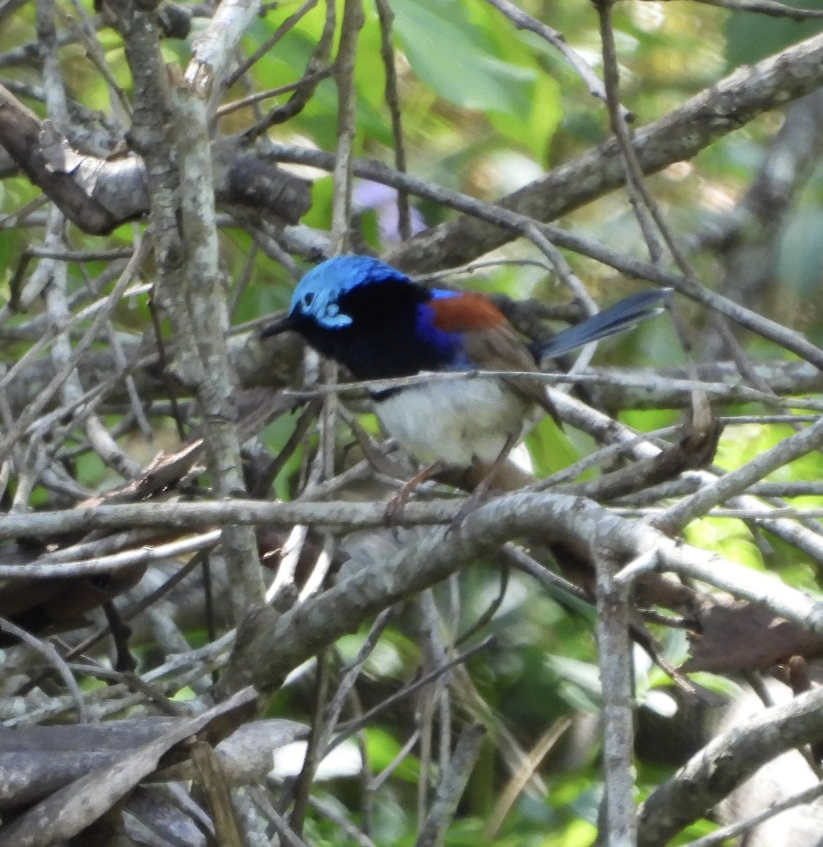 Variegated Fairywren - ML624009525