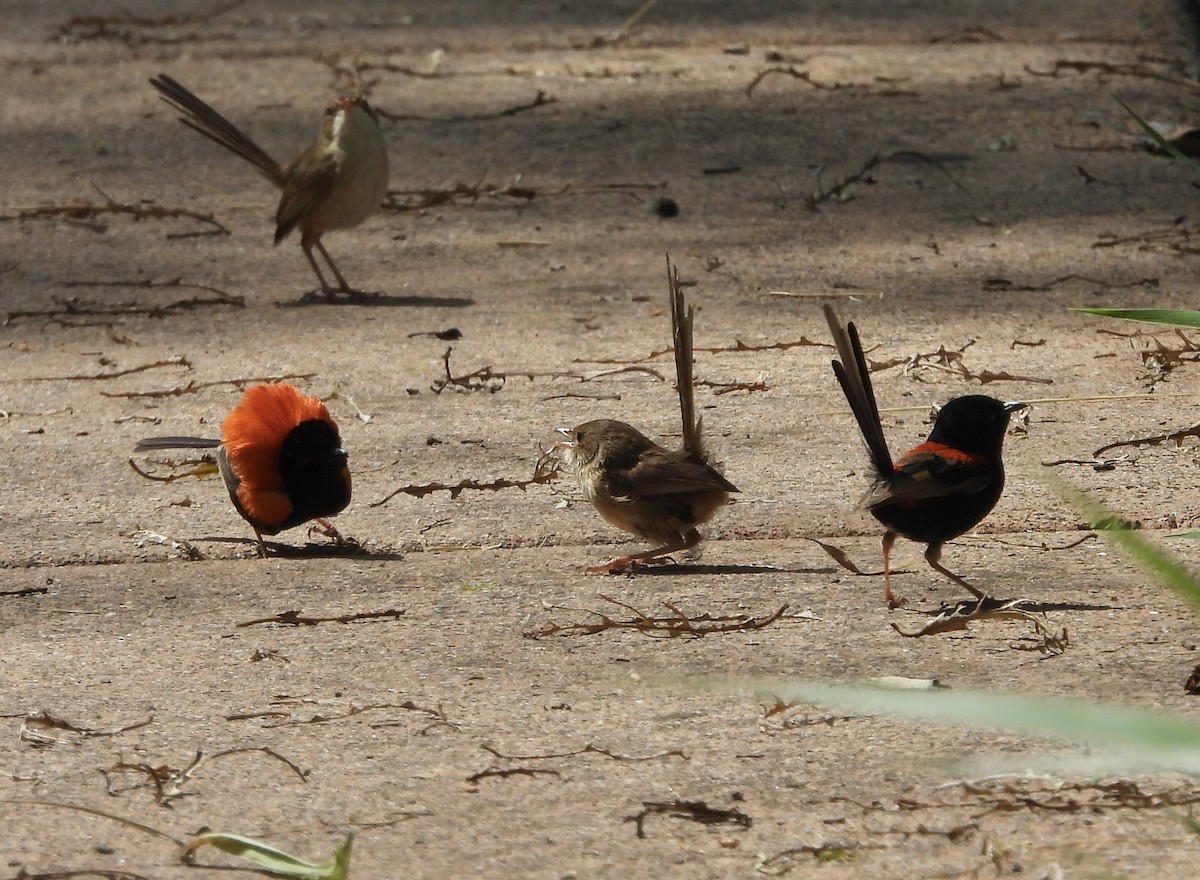 Red-backed Fairywren - ML624009533