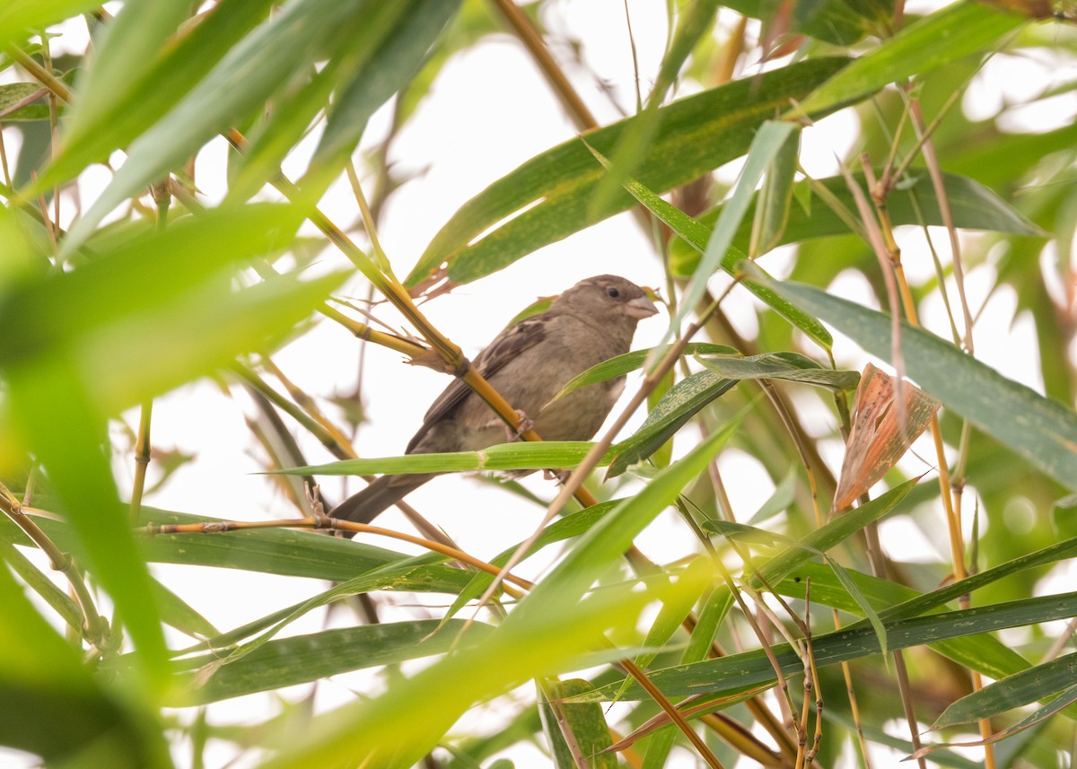 House Sparrow - ML624009536