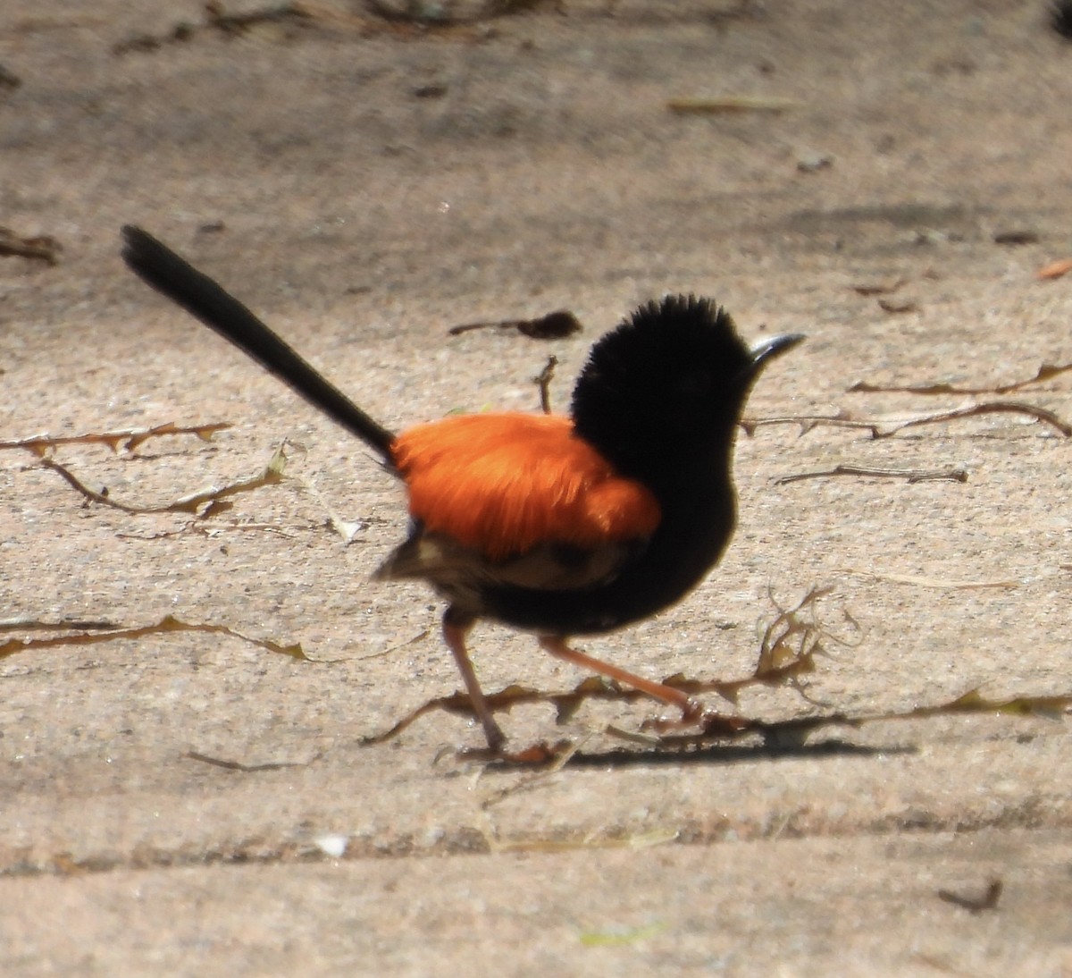 Red-backed Fairywren - ML624009542