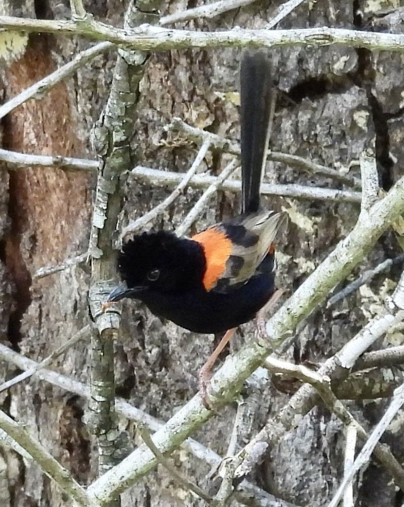 Red-backed Fairywren - ML624009550