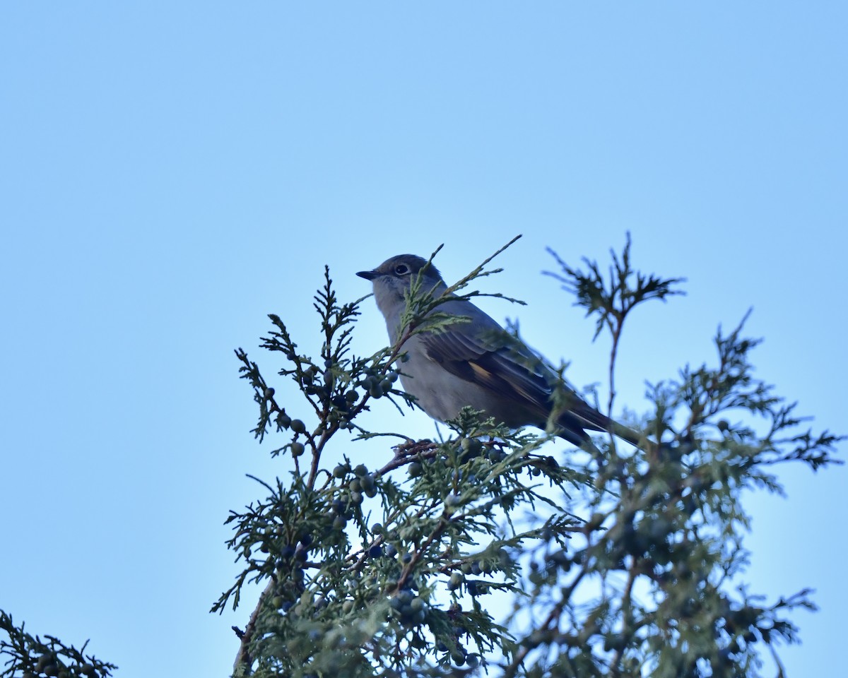 Townsend's Solitaire - ML624009557