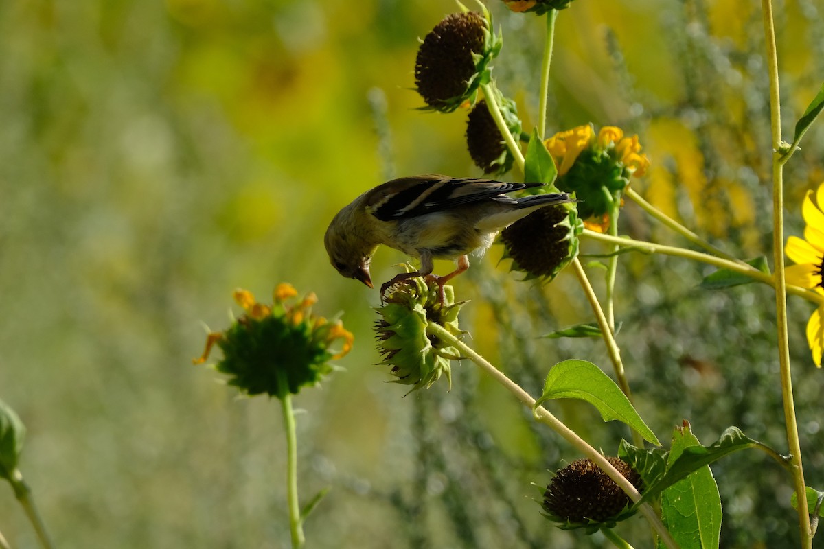 American Goldfinch - ML624009558