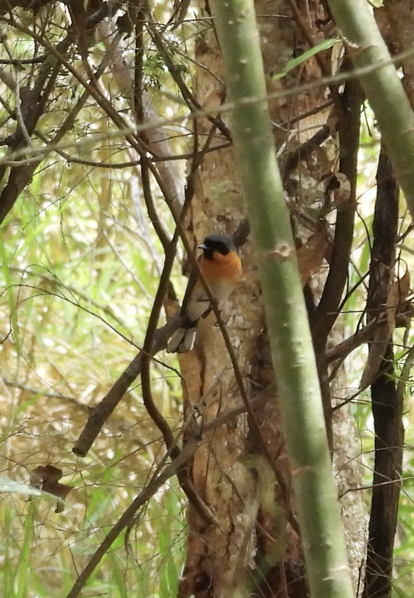 Spectacled Monarch - ML624009586